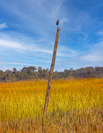 Heron  on Post