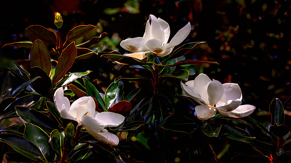 Magnolia