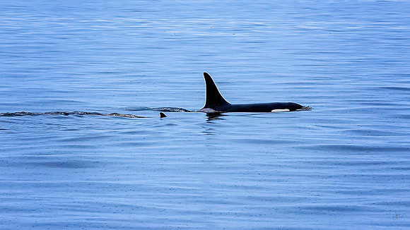 Orcas - 6 19 2025