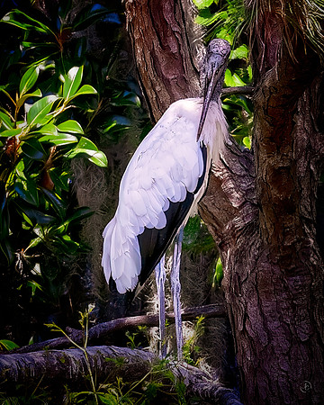 Wood Stork
