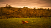 Late Fall Morning - 1991