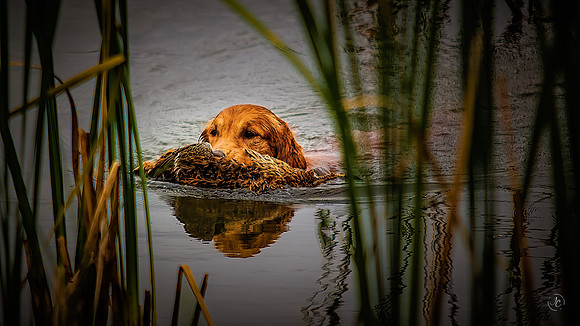 Golden Retriever
