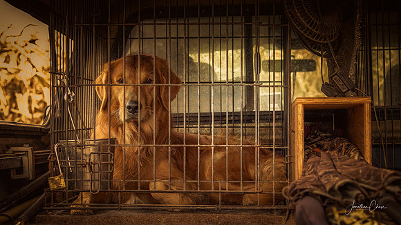 Golden Retriever