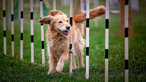 Golden Retriever