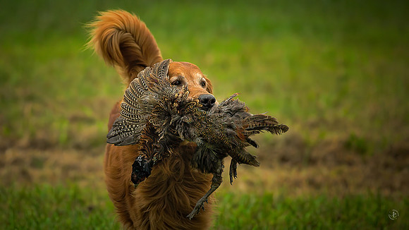 Golden Retriever