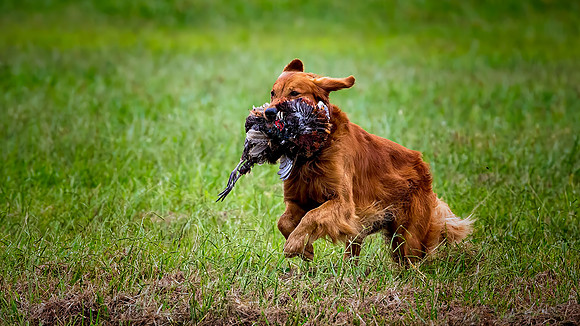 Golden Retriever