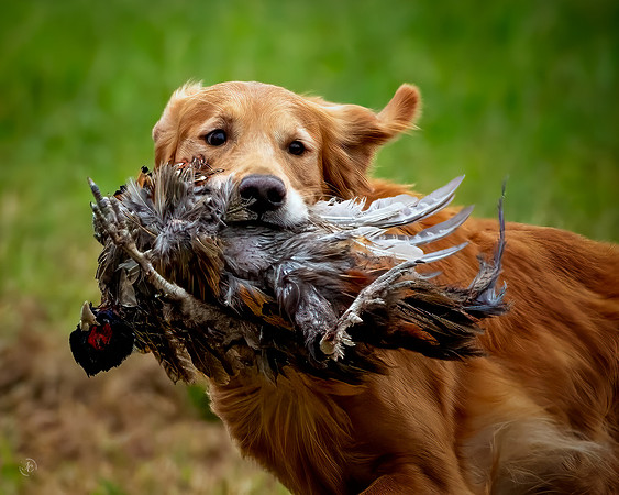 Golden Retriever
