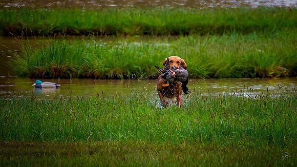 Golden Retriever Water Retrieve