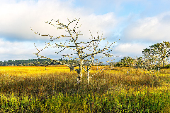 Driftwood Beach - 12 20 2024