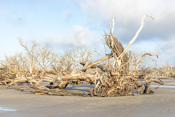 Driftwood Beach - 12 20 2024