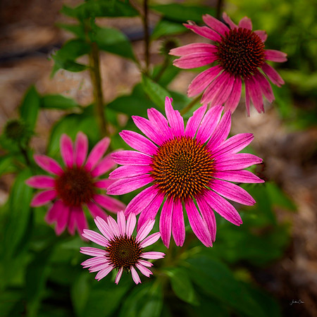 Pink Flower - SCHH - 7 18 2022