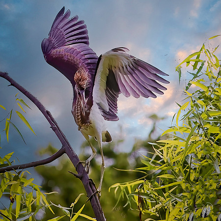 Tricolored Heron - 7 28 2022