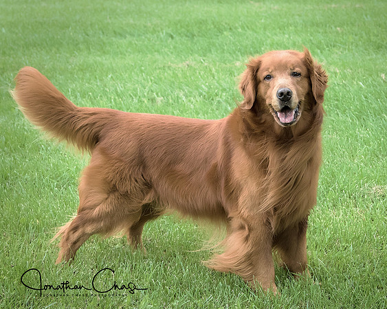 Cane