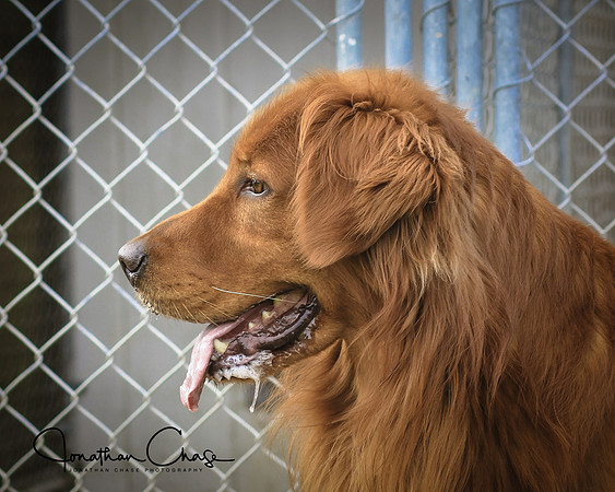 Cane
