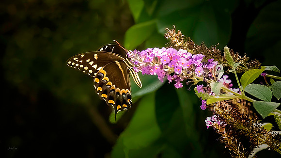 Black Swallowtail Butterfly - - 7 22 2022