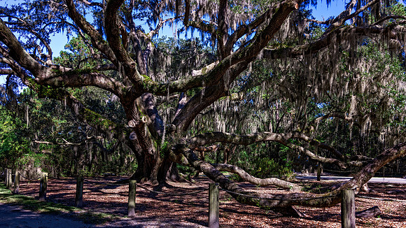 Huge Oak