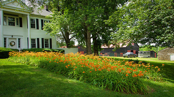 Pathway of Lilies