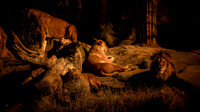 The Lion Sleeps Tonight