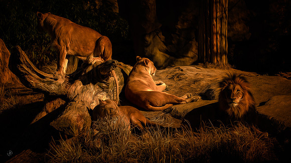 The Lion Sleeps Tonight