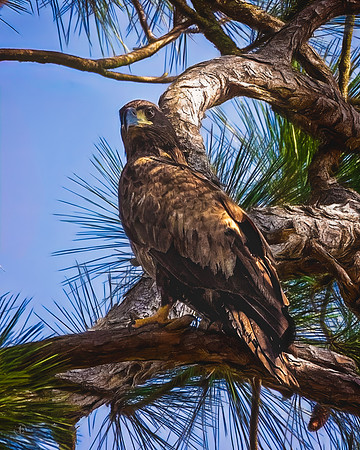 Immature Bald Eagle -03 04 2023