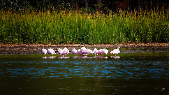 Roseate Spoonbill -10 16 2023