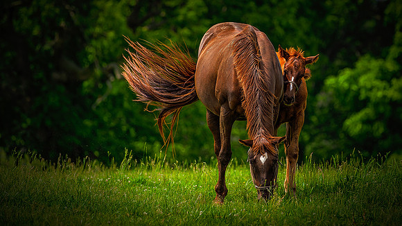 Mare & Foal