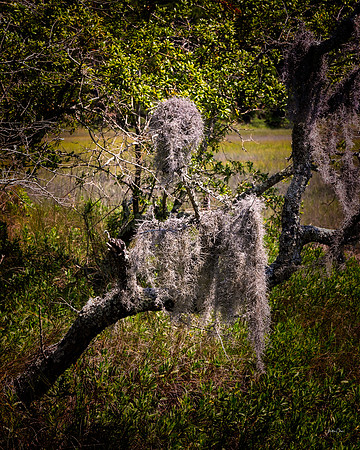 Hunting Island State Park - 5 15 2022