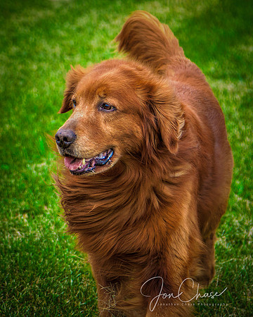 Cane