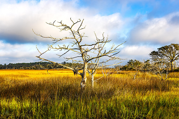 Driftwood Beach - 1 - 9114 - 12 20 2024-1