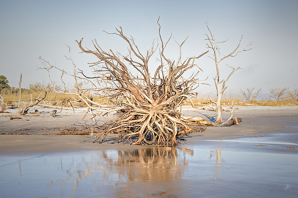 Driftwood Beach - 9152 - 12 20 2024-1