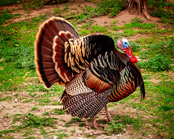 Fossil Rim Gobbler