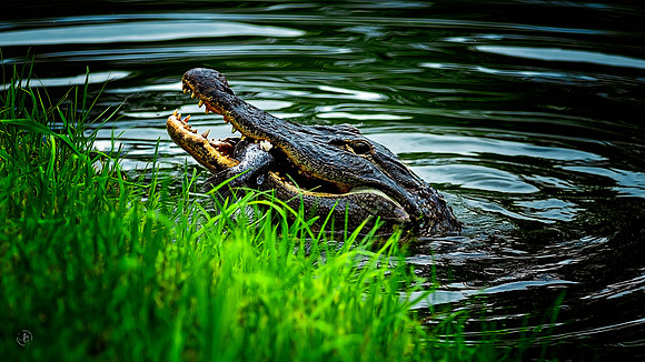 Alligator Eating Catfish