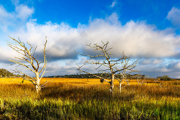 Driftwood Beach - 2 - 9116 - 12 20 2024-1