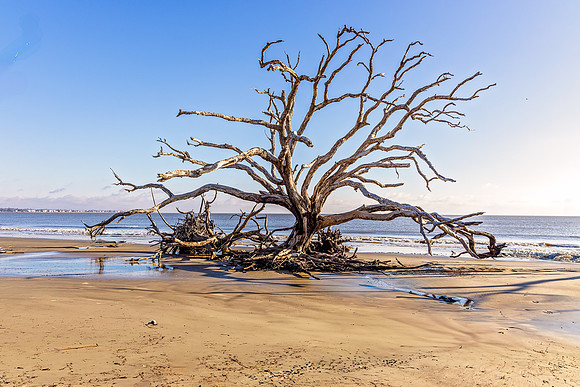 Driftwood Beach - 12 20 2024