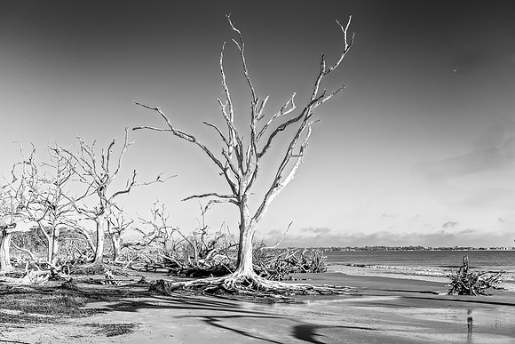 Driftwood Beach - 12 20 2024