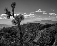 Joshua Tree