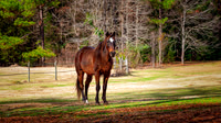 Monroe & Whiskey @ North Forty Farm