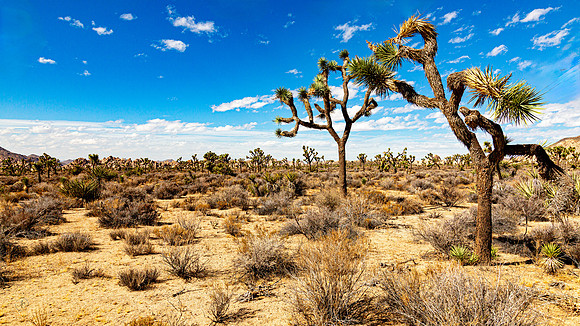 Joshua Tree National Park
