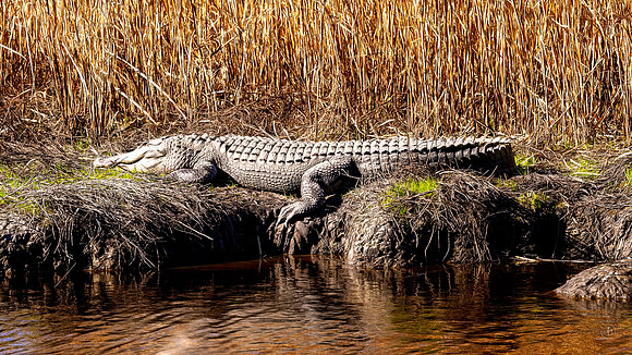 Big Gator