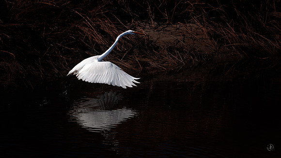 Egret Fishing at Night