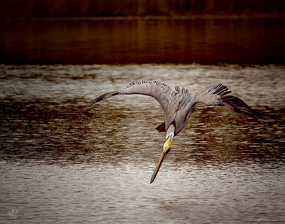 Pelican Diving - 2