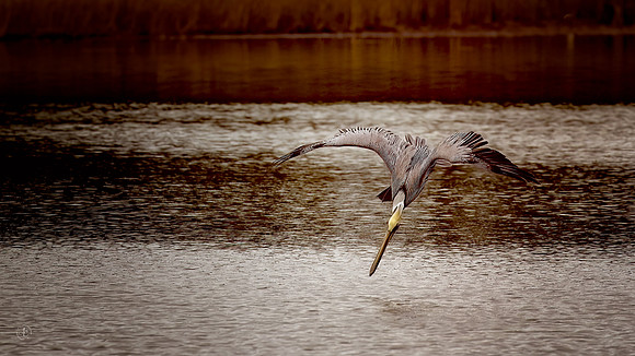 Pelican Diving