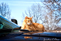 Roscoe