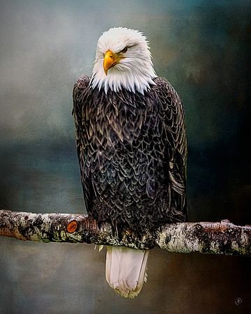 Eagle