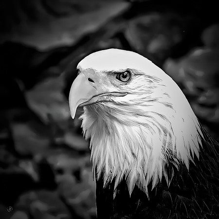 Eagle 4