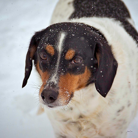 Lucky - Snow Day