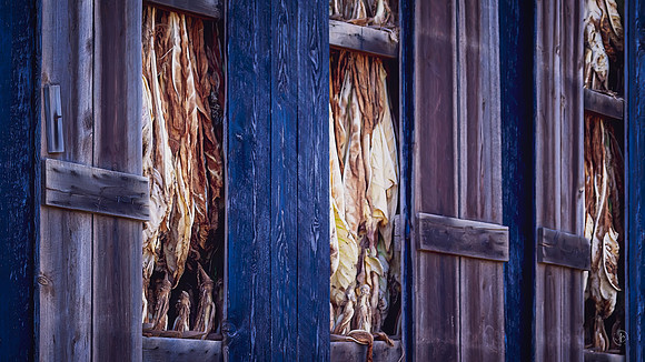 Tobacco Drying