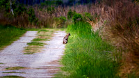Bear Island Wildlife Mgt Area