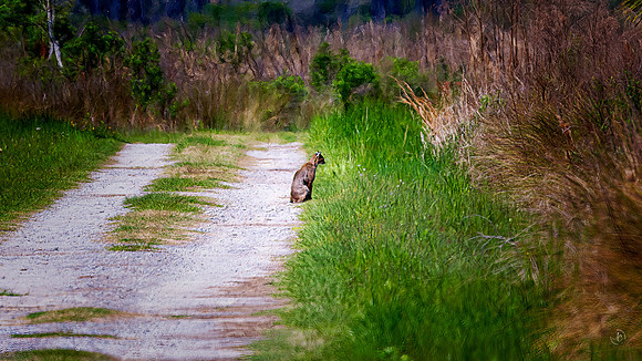 Bobcat @ 500mm