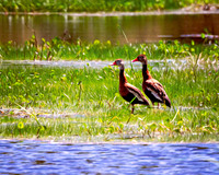 Black-bellied Whistling Ducks